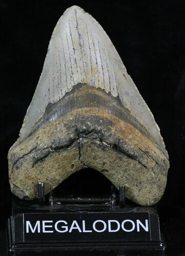 Large Megalodon Tooth - North Carolina #32823